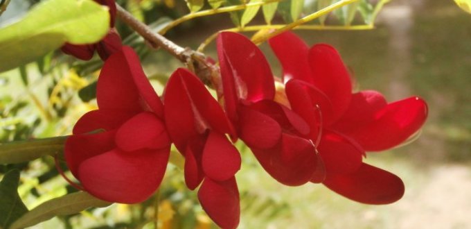 Bwa Carib